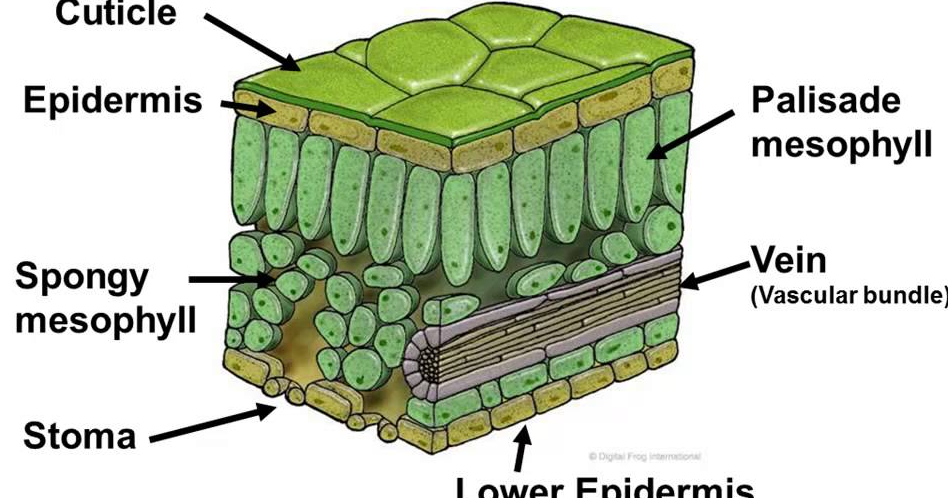 Gambar Struktur Dan Fungsi Daun  Berbagi Struktur 