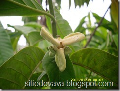 flor da condessa