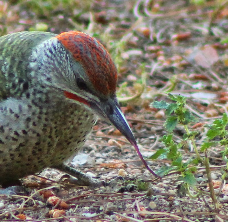 The Green Woodpecker