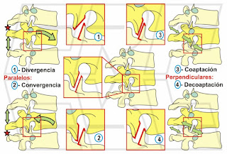 Movimientos paralelos y perpendiculares del segmento vertebral.