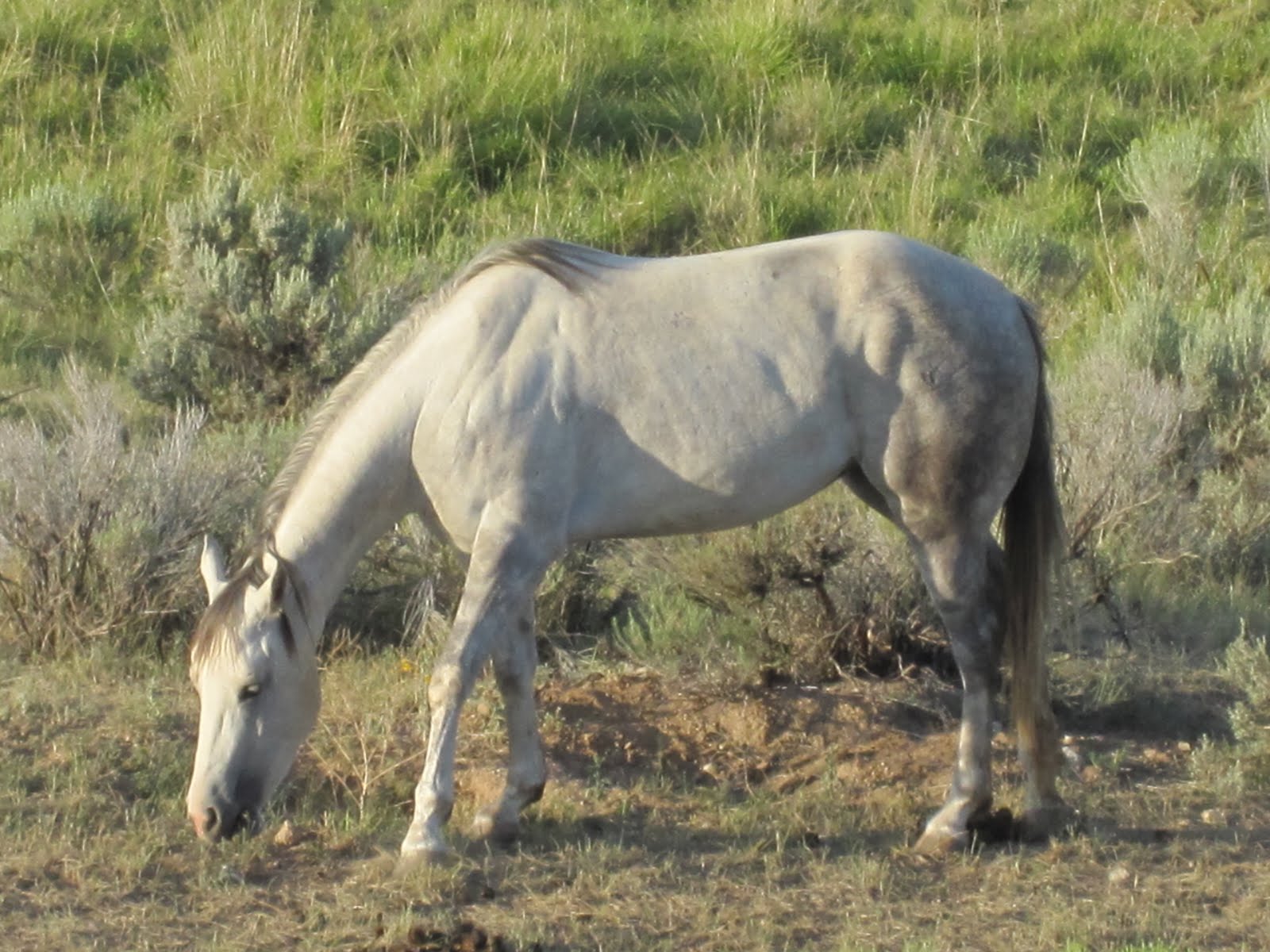 White Horse