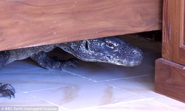 Scary moment BBC crew discover a dragon lurking in their hotel bathroom