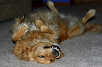 Golden Retriever on Her Back