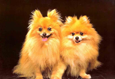 Twin Dog Behavior Pictures 4