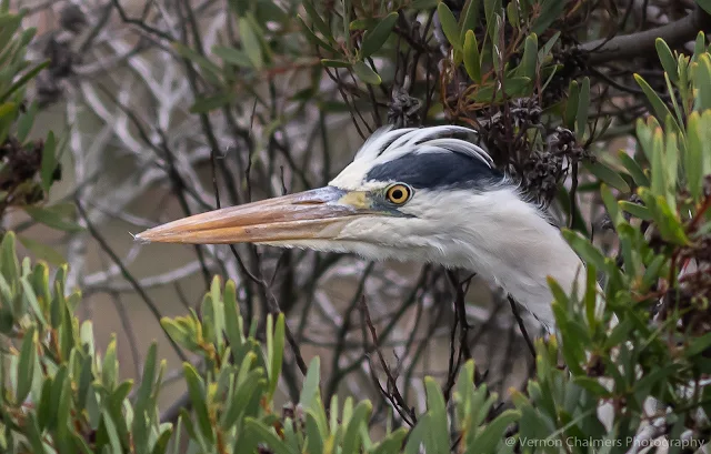 Grey Heron Table Bay Nature Reserve Woodbridge Island, Milnerton