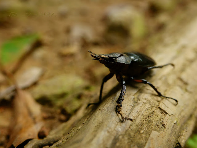 Lucanus maculifemoratus