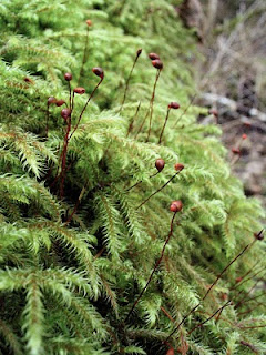 moss sporophytes