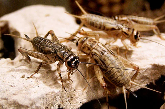 Umpan Serangga Ikan Mas Babon Malam Hari