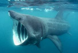 Basking Shark