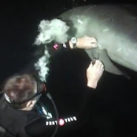 Dolphin Rescue By Keller Laros
