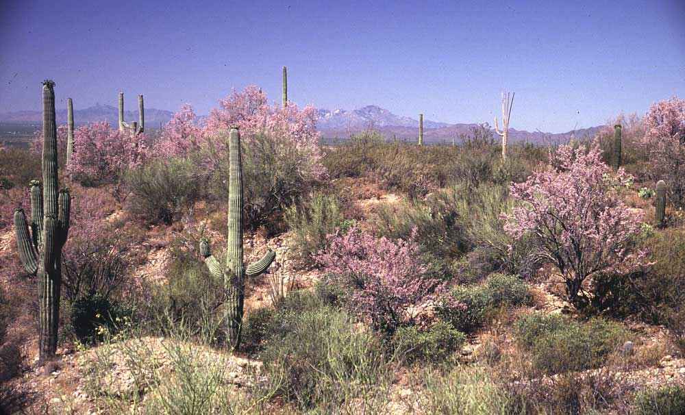 Landscapers In Tucson Az