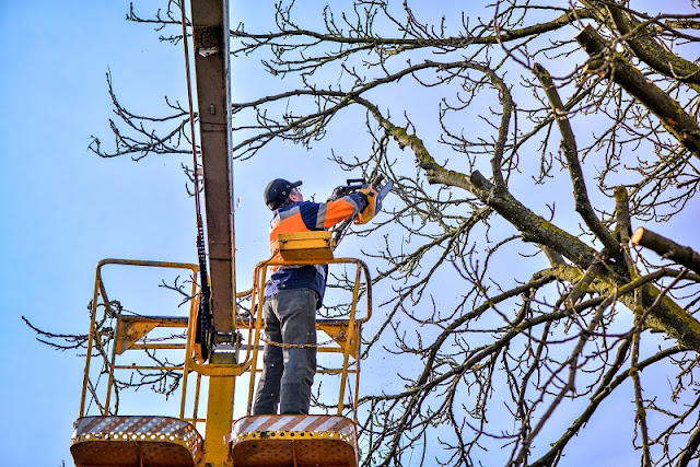 Tree pruning