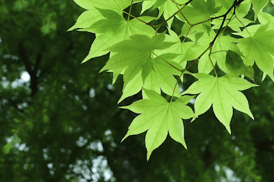 Maple tree leaves
