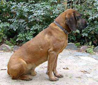 Bavarian Mountain Hound Dog