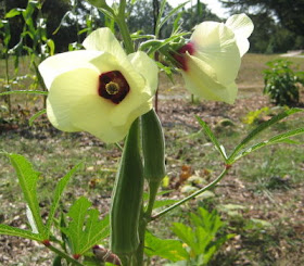 I love okra flowers.  They are kin to hibiscus
