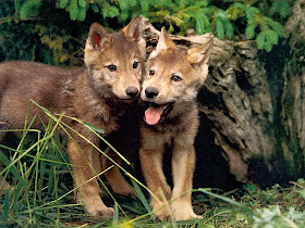 Funny animals of the week - 24 January 2014 (40 pics), two wolf cubs
