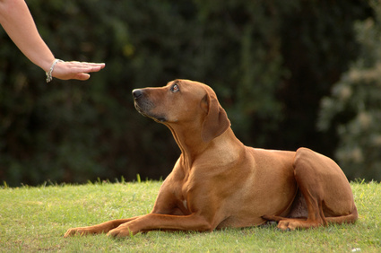 dog-obedience-training.jpg