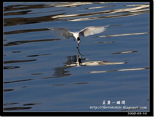 蒼燕鷗(2009-05-08大溪漁港)5605