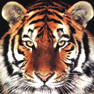King Character Tiger