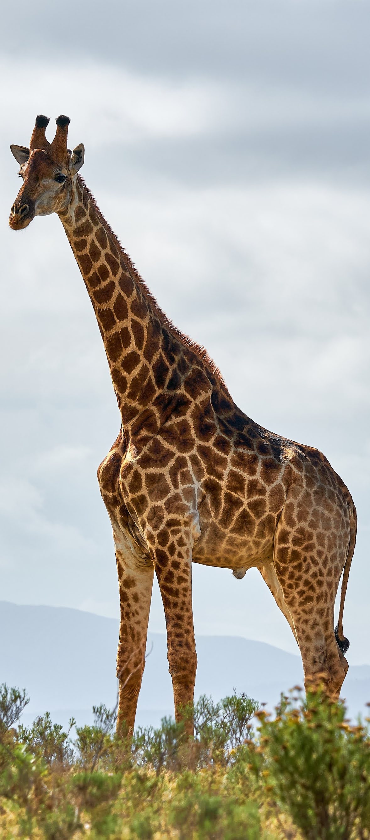 A majestic tall giraffe.