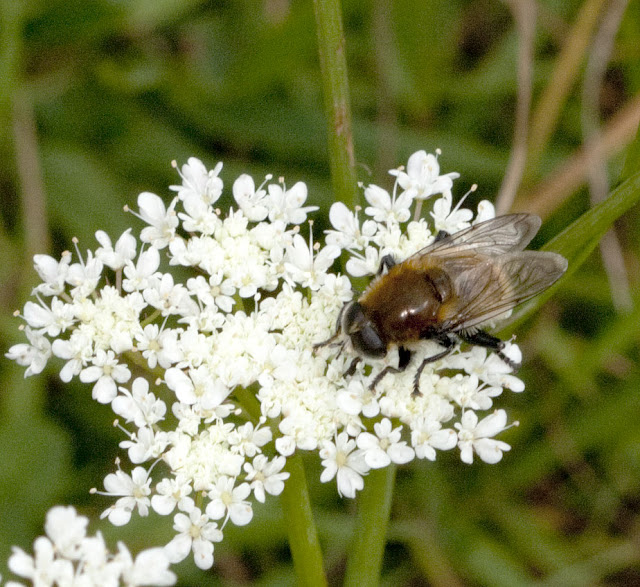 Hoverfly, Merodon equestris, a bumblebee imitator, on corky-fruited water dropwort, Oenanthe pimpinelloides.  Bumblebee walk in Jubilee Country Park, led by Jenny Price.  19 June 2011.