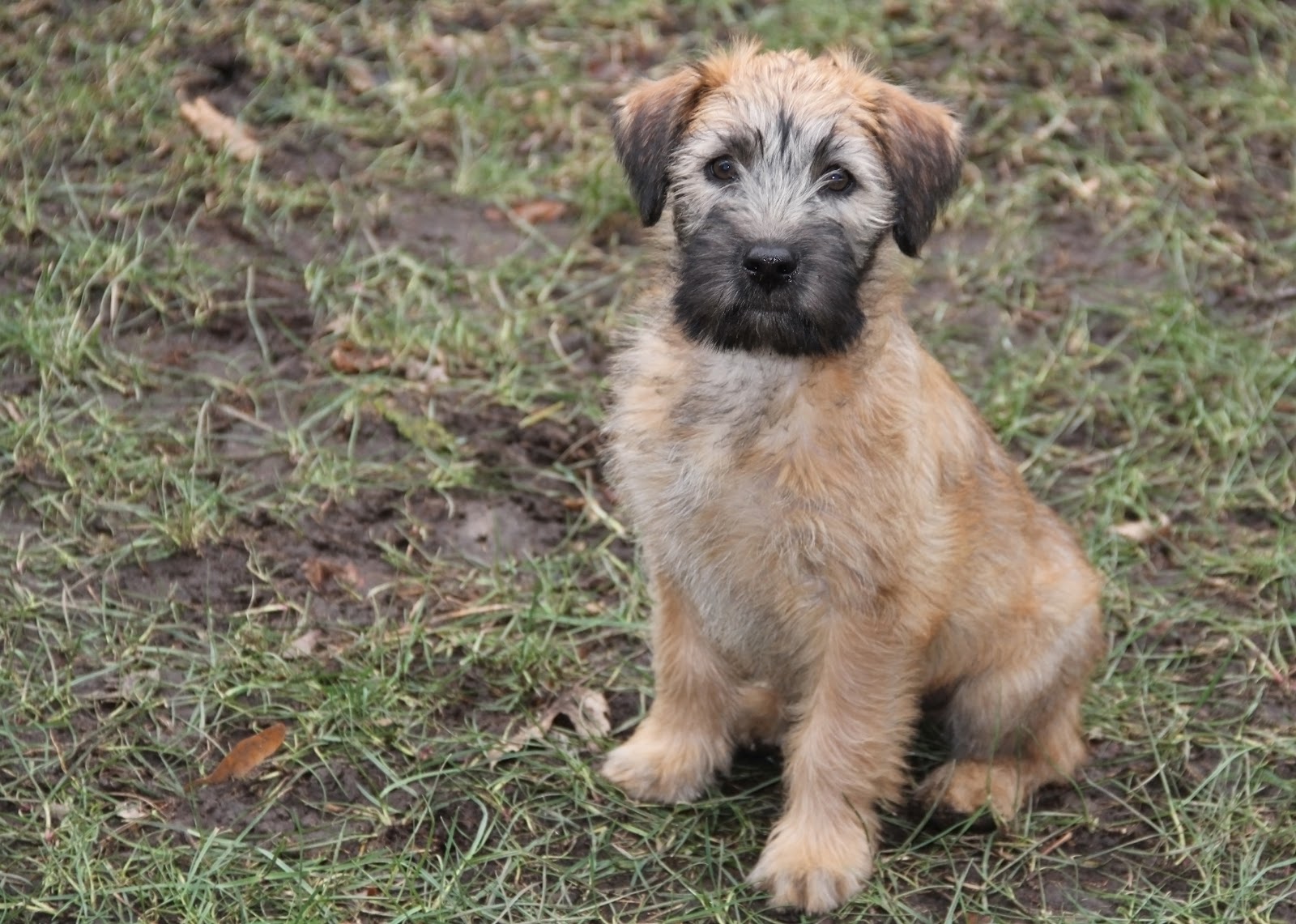 Wheaten Terrier Development Aidan 10 Weeks To 14 Weeks