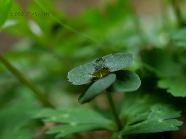 Anemone flaccida