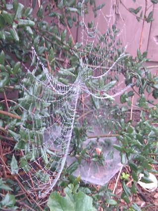 Spider web laden with dew.