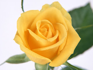 Yellow Rose Wallpaper