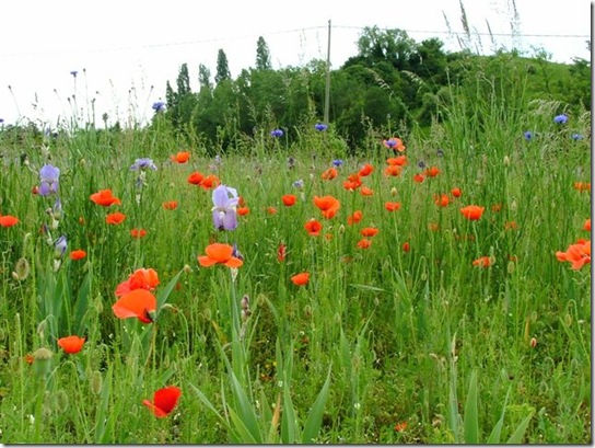 Papaveri Maggio 2010 072