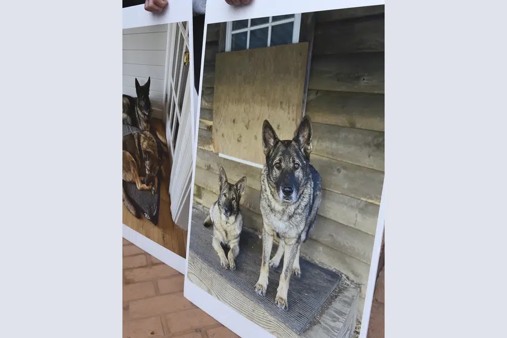 Two German Shepherd Dogs killed in Connecticut