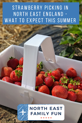Strawberry picking in north east england - what to expect
