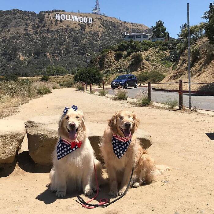 Heartwarming Pictures Of A Blind Golden Retriever And His Guide Dog Best Friend