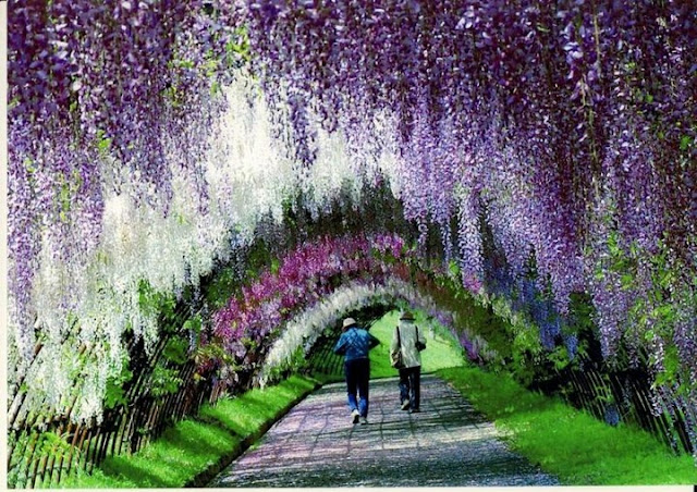 tempat wisata menakjubkan di dunian Kawachi Fuji Garden