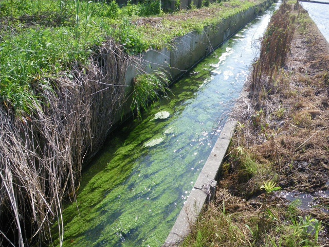 花鳥風月 水草茂る水路