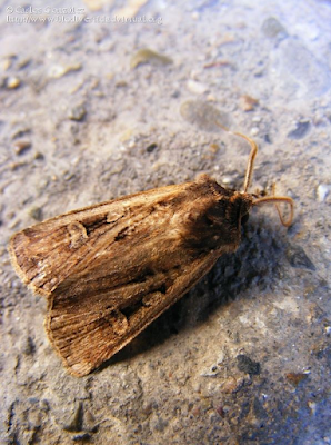 http://www.biodiversidadvirtual.org/insectarium/Euxoa-temera-img410188.html