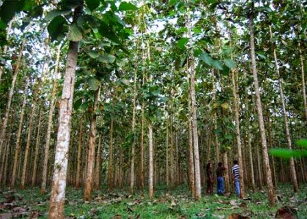 Mengenal Jenis Jenis Pohon Jati Ragam Tanaman