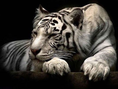 White Tiger Wallpapers 08