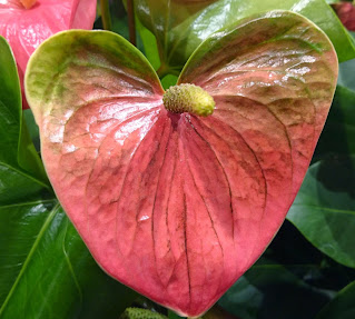 Flamingo, Anthurium andreanum med rosa høyblad