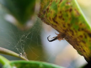 Thrips (Gynaikothrips uzeli), Weeping Fig (Ficus benjamina) Pest, Hama Beringin is eaten by spider