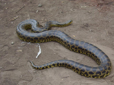 Anaconda amarilla Eunectes notaeus