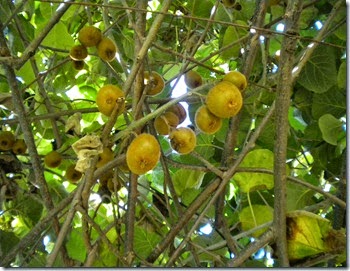 DSCN6760