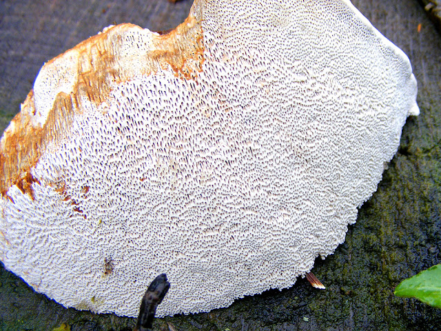 Artist's Fungus Ganoderma lipsiense, Indre et Loire, France. Photo by Loire Valley Time Travel.