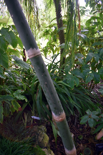 Close Up Of A Bamboo Cane At Kew Gardens