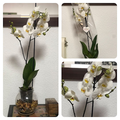 orquídea-blanca