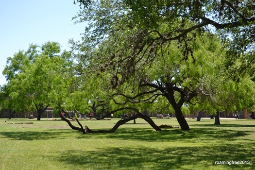 Live Oaks