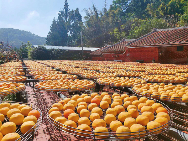 新竹新埔金漢柿餅教育農園傳統古法三合院日曬，免費參觀還可試吃