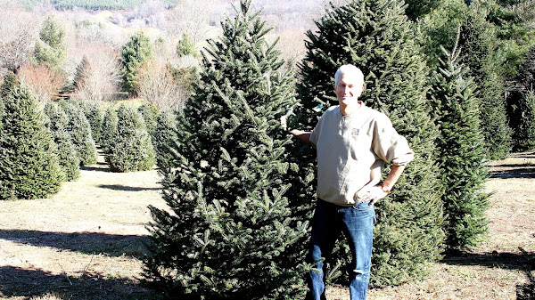 Choose And Cut Christmas Tree Farms In Nc