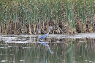 closeup photo of Great Blue Heron