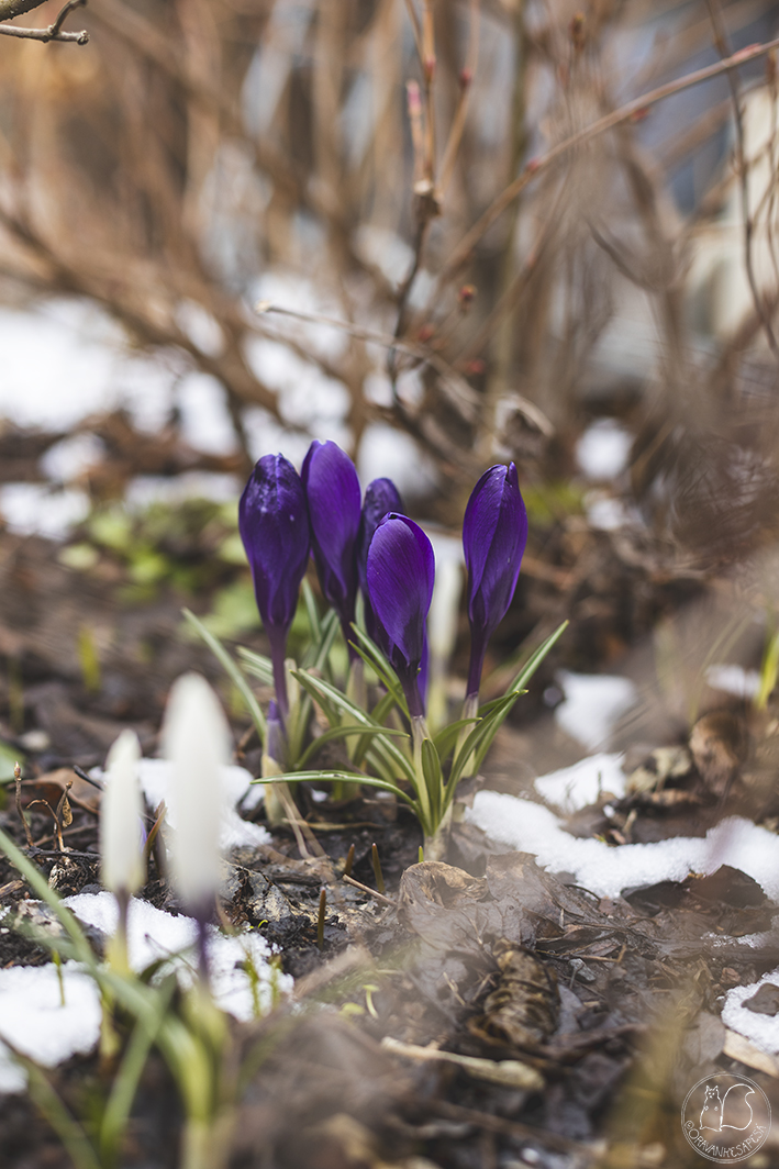 Violetit kevätsahramit kukassa.